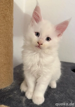 Wunderschöne, liebevolle Katze mit strahlend blauen Augen   