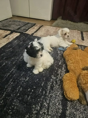 Velpen zum verkaufen.