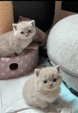 Verspieltes und liebes Kätzchen sucht kostenlose Adoption