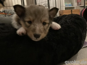 Hübsche Sheltiewelpen