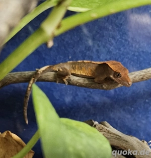 Kronengecko Babys harlekin