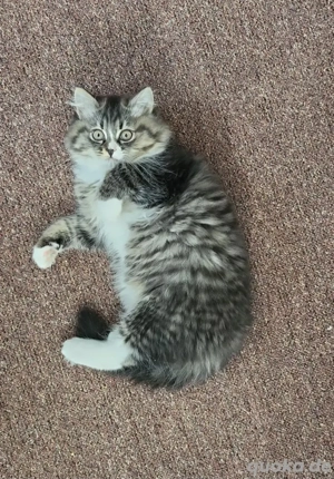 Kater wunderschöner 