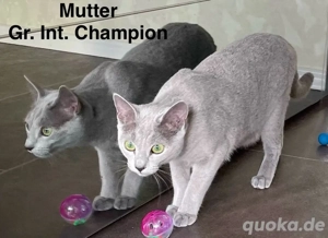  Kastrierte Russisch Blau  mit Stammbaum Bild 8