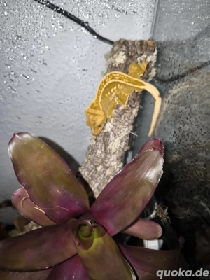 1.0 kronengecko Red Harlequin 