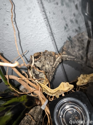 1.0 Kronengecko Pinstripe 