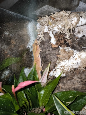 1.0 Kronengecko Yellow Phantom 