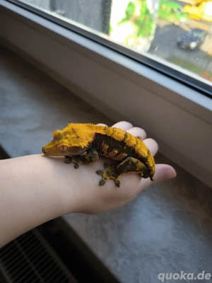 1.0 Kronengecko Halloween 