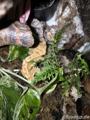 1.0 kronengecko Red Harlequin 