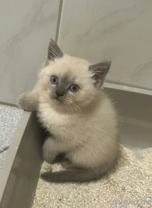 süsse BKH Kitten