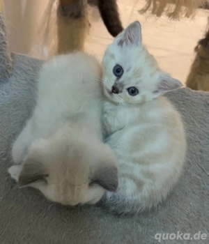 süße BKH Kitten 
