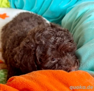 Schöne Toy Zwerg Pudel Welpen 