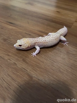 leopardgeckos 