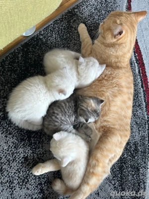 BKH süße Kitten 