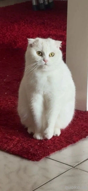 Kitten sind zu haben 