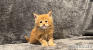 Käufer dieser Kätzchen gesucht