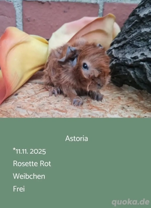 Weibchen Rosette Meerschweinchen 