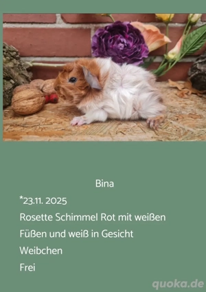 Weibchen Rosette Meerschweinchen 