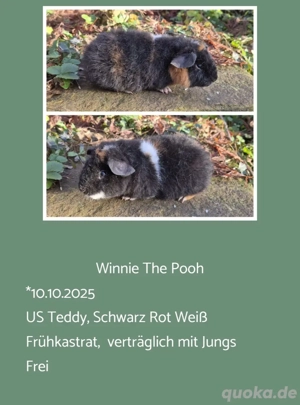 Frühkastrat US Teddy Meerschweinchen Jungtiere  Bild 2