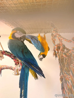 Gelbbrustara-Paar (Ara ararauna)