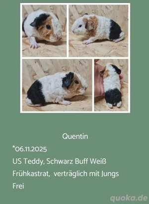 Frühkastrat US + CH Teddy Meerschweinchen Jungtiere 