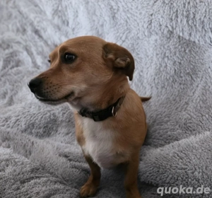Jackrussel-Pekinesen-Mixe, 3 Jahre, Geschwister 