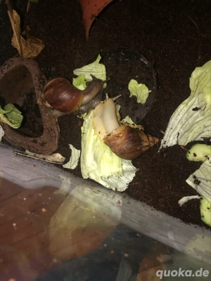 Achatschnecken ( lisa achatina fulicas) 
