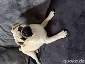 Hübscher Mops zu verkaufen 