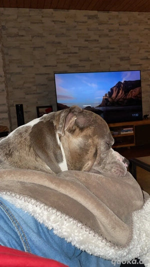 Deckrüde Bobby  Bild 3