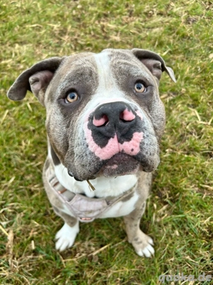 Deckrüde Bobby  Bild 2