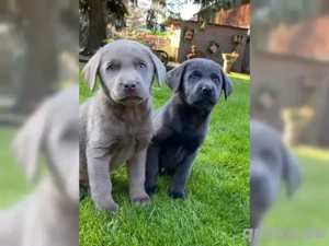 Typvolle Labrador Welpenn
