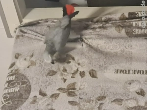 Graupapagei  männlich