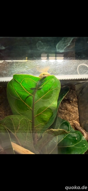 Rotkehlanolis carolinensis