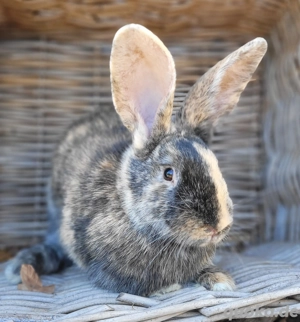 Traumhafte mittelgroße Häsinnen suchen Zuhause-geimpft 