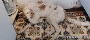 Junghunde (7 Monate) - suchen ein liebevolles Happy-Home  Bild 5