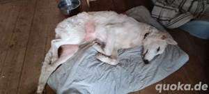 Junghunde (7 Monate) - suchen ein liebevolles Happy-Home  Bild 4