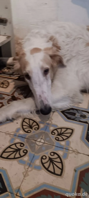 Junghunde suchen ein liebevolles Happy-Home 