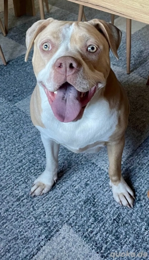American Bully XL Hündin