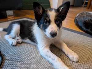 Border Collie Welpen aus liebevoller Familienaufzucht 