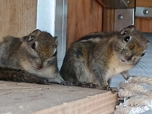 Weibliche Baumstreifenhörnchen 