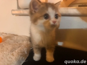 Flauschige Baby Katze BKH  Kitten Seal lynx & Tabby Farben