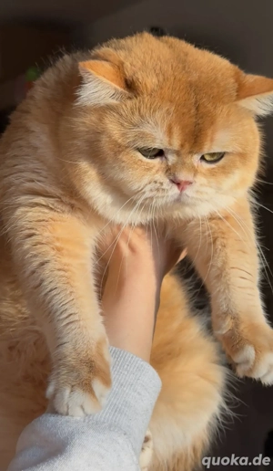 Bkh Deckkater golden shell  ny12