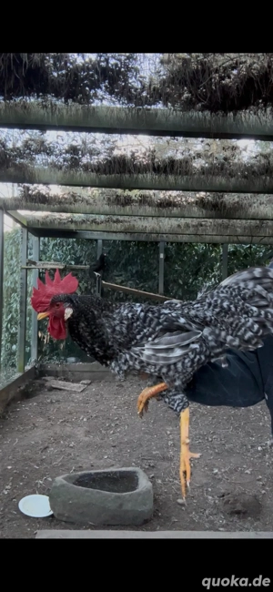 4x Wünderschöne Hähne
