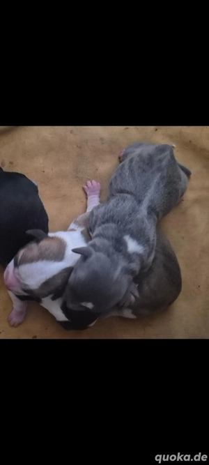 Chihuahua Deckrüde (kein Verkauf) Bild 6