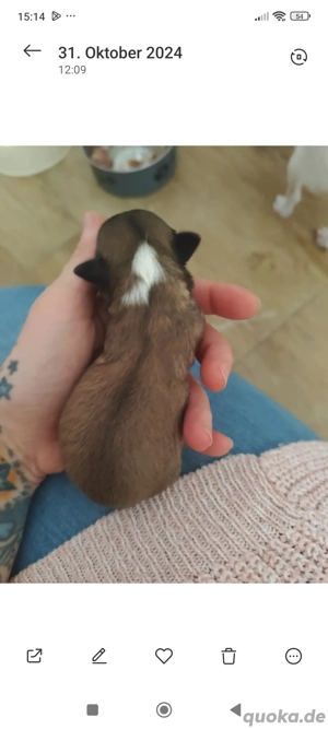 Chihuahua Deckrüde (kein Verkauf) Bild 7