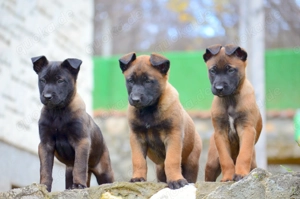 Malinois Welpen