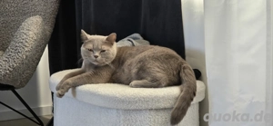 BKH Kater wunderschön 1,5 Jahre alt 