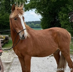 Freundlicher Sturschädel sucht seinen emphatischen Menschen 