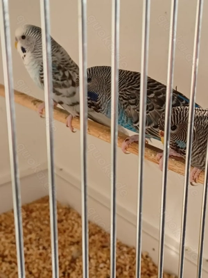 Farbwellensittiche Blackface, Melanistic,