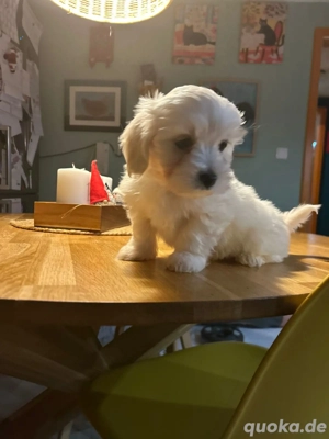 Malteser-Welpin abzugeben