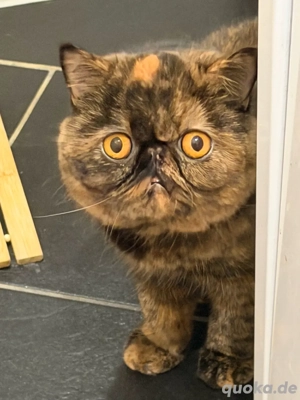 Reinrassige Exotic Shorthair Katze 3 J. alt mit Stammbaum kastriert geimpft gechippt